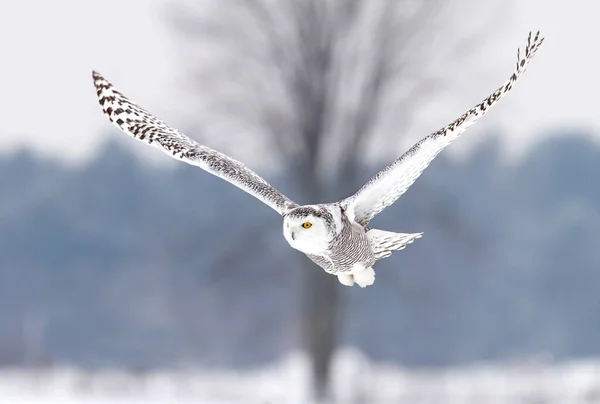 눈덮인 올빼미 Scandiacus 겨울에 캐나다 눈덮인 들판에서 사냥을 날아다닌다 — 스톡 사진