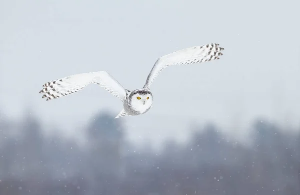 Schneehuhn Bubo Scandiacus Fliegt Winter Tief Über Ein Offenes Verschneites — Stockfoto