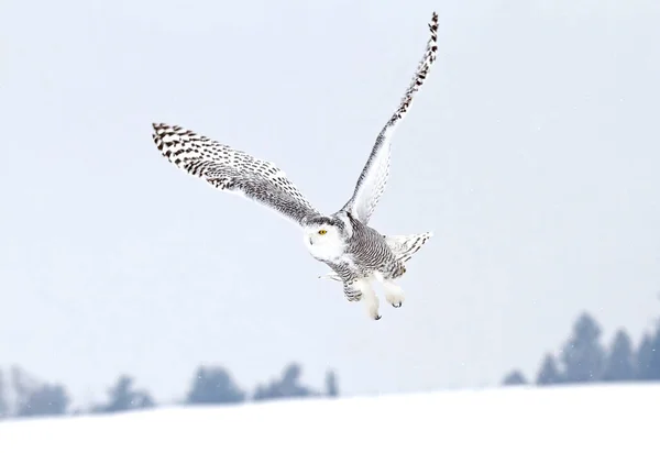 Búho Nevado Bubo Scandiacus Vuela Bajo Sobre Caza Campo Cubierto — Foto de Stock