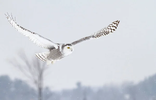 Chouette Des Neiges Bubo Scandiacus Vole Basse Altitude Dessus Champ — Photo