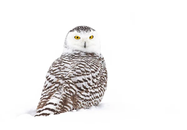 Snowy Owl Bubo Scandiacus Standing Middle Snow Covered Field Ottawa — Stock Photo, Image