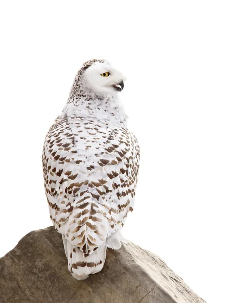 Coruja Nevada Bubo Scandiacus Fêmea Nas Margens Rochosas Rio Ottawa — Fotografia de Stock