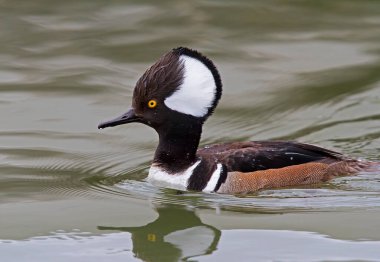 Kanada, Ottawa 'da yerel gölette yükseltilmiş armalı kapüşonlu erkek.