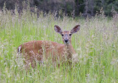 Kanada 'da ilkbaharda yeşil çimlerin üzerinde duran beyaz kuyruklu geyik.