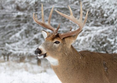 Beyaz kuyruklu geyik geyiği Kanada 'da kar altında beyaz arka planda izole halde duruyor.