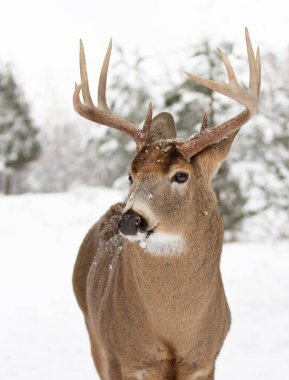 Beyaz kuyruklu geyik geyiği Kanada 'da kar altında beyaz arka planda izole halde duruyor.
