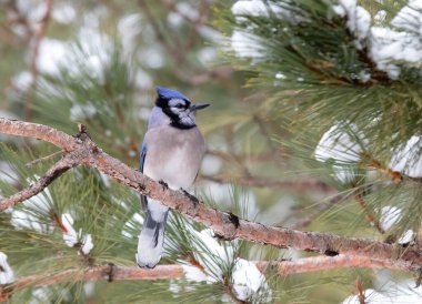 Blue Jay (siyanocitta cristata) Kanada 'nın Algonquin Park kentinde kar örtülü bir dalın üzerine tünemiştir.
