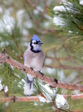 Blue Jay (Cyanocitta cristata) perched on a snow covered branch in Algonquin Park, Canada clipart