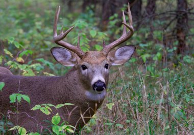Kanada 'daki sonbahar monotonluğu sırasında çayırlarda yürüyen beyaz kuyruklu geyik boynuzu portresi