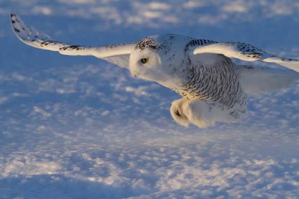 Búho Nevado Bubo Scandiacus Con Garras Fuera Prepara Para Saltar — Foto de Stock