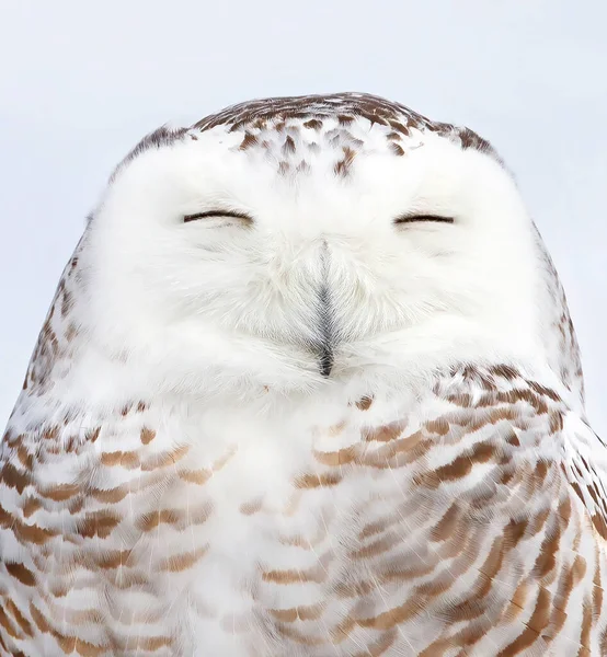 Coruja Nevada Bubo Scandiacus Meio Campo Coberto Neve Ottawa Canadá — Fotografia de Stock