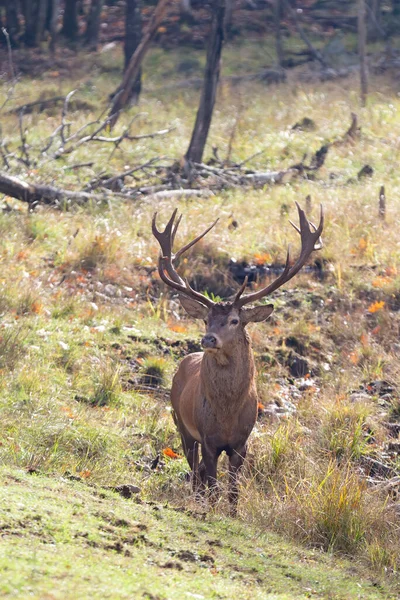 Red Deer Stag Large Antlers Standing Autumn Forest Canada — Stok Foto