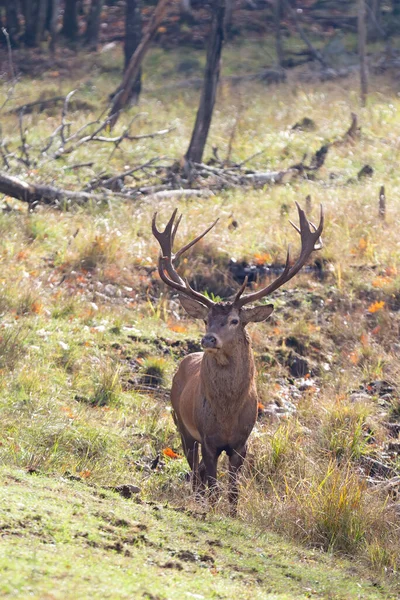 Red Deer Stag Large Antlers Standing Autumn Forest Canada — Foto Stock