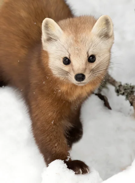 Pine Marten Algonquin Park Canadá Neve Inverno — Fotografia de Stock