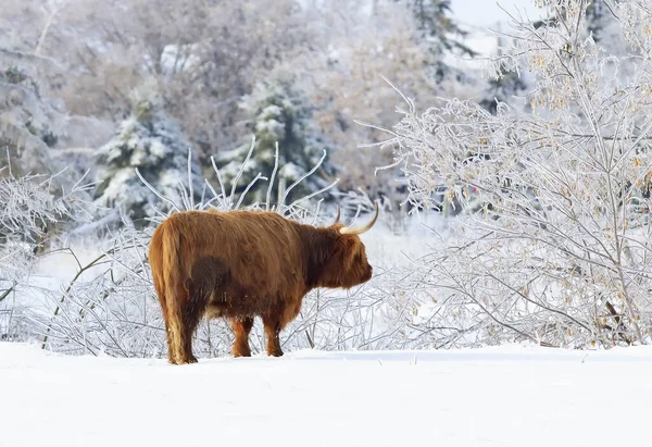 Highland Bull Standing Snowy Field Winter Canada — Stock Photo, Image