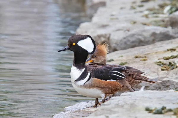 Mergansers Con Cappuccio Piedi Vicino Laghetto Locale Ottawa Canada — Foto Stock