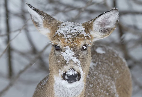 Hermosa Hembra Ciervos Cola Blanca Con Nieve Cara Invierno Canadá —  Fotos de Stock