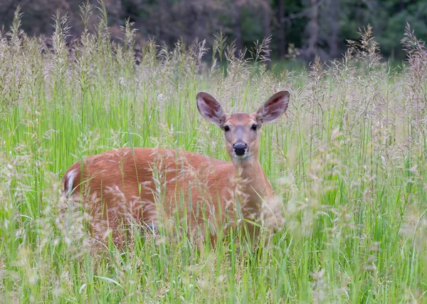 カナダの春に緑の草の中に立つ白い尾の鹿 — ストック写真