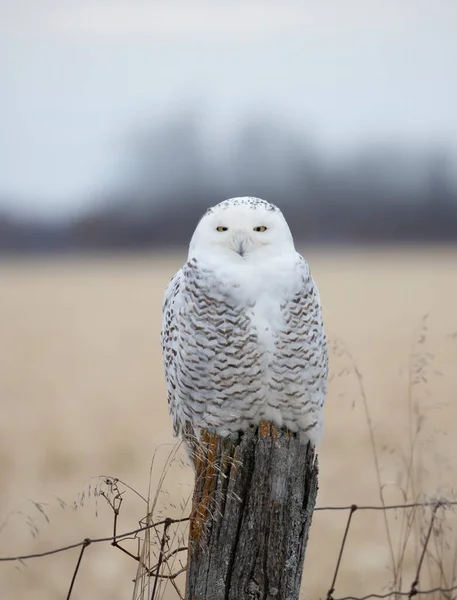 Snöuggla Bubo Scandiacus Sittande Postjakt Vintern Ottawa Kanada — Stockfoto