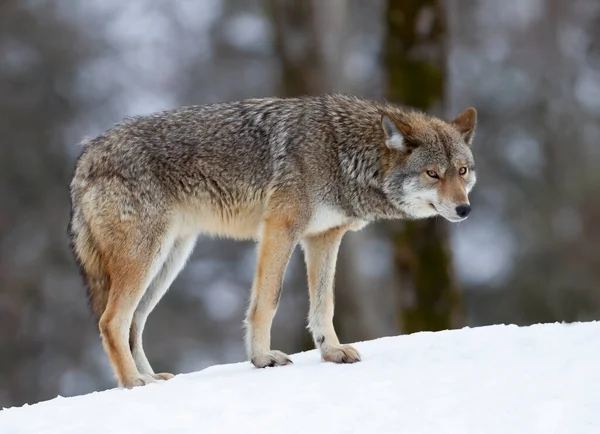 Een Eenzame Coyote Canis Latrans Wandelen Jagen Winter Sneeuw Canada — Stockfoto