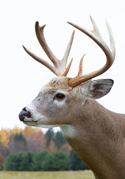 Trophy Vitstjärtad Hjort Bock Promenader Genom Ängen Hösten Rut Kanada — Stockfoto