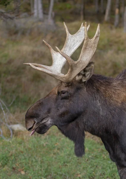 Bull Moose Com Enormes Chifres Alces Alces Com Enormes Chifres — Fotografia de Stock