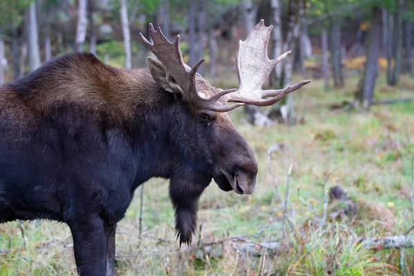 Bull Moose Com Enormes Chifres Alces Alces Com Enormes Chifres — Fotografia de Stock