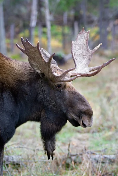 Bull Moose Huge Antlers Alces Alces Huge Antlers Closeup Forest — Stock Photo, Image