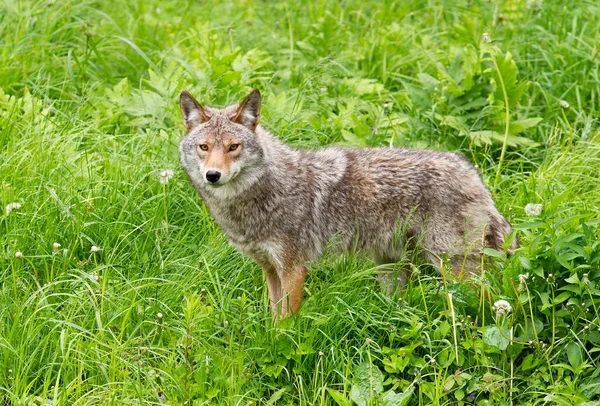 Coyote Solitario Canis Latrans Pie Campo Verde Herboso Primavera Canadá — Foto de Stock