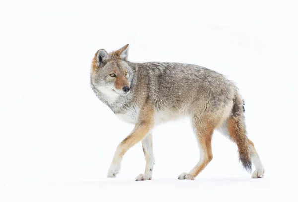 Самотній Койот Canis Latrans Ізольований Білому Фоні Ходьби Полювання Зимовий — стокове фото