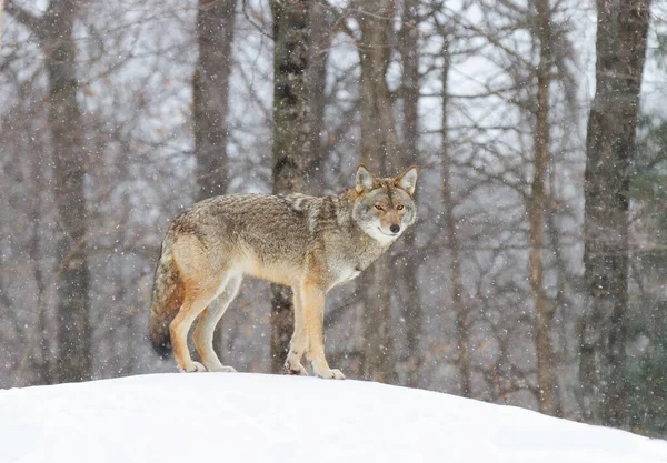 Coyote Solitario Canis Latrans Che Cammina Caccia Nella Neve Invernale — Foto Stock