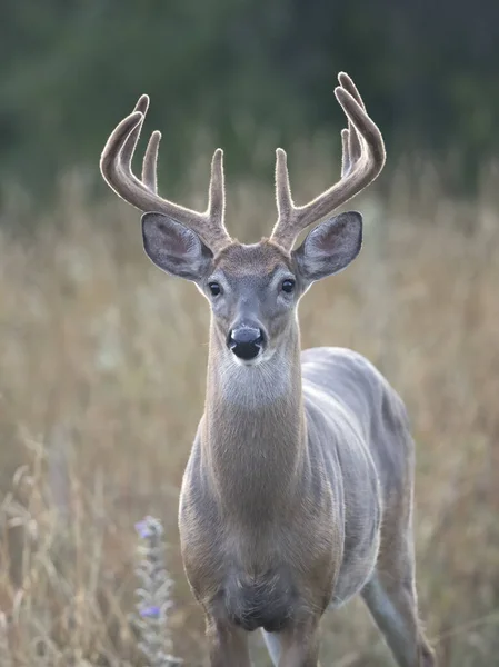 Ein Junger Weißschwanzhirsch Einem Frühen Morgen Mit Samtgeweih Sommer Kanada — Stockfoto