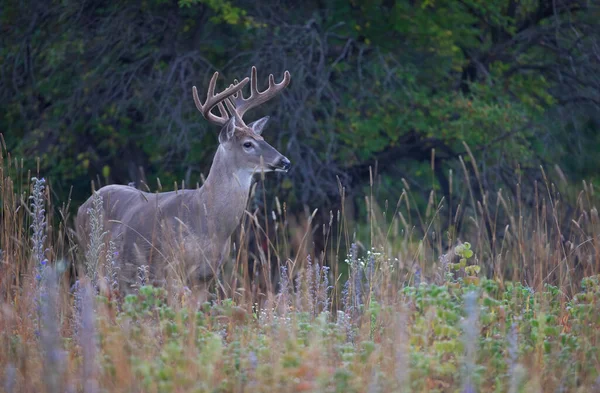 Ein Junger Weißschwanzhirsch Einem Frühen Morgen Mit Samtgeweih Sommer Kanada — Stockfoto