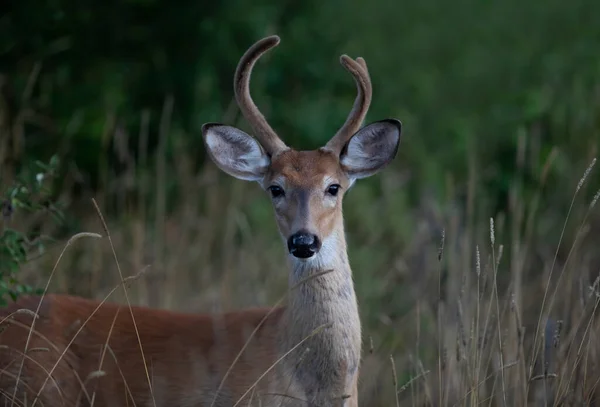 Ein Junger Weißschwanzhirsch Einem Frühen Morgen Mit Samtgeweih Sommer Kanada — Stockfoto