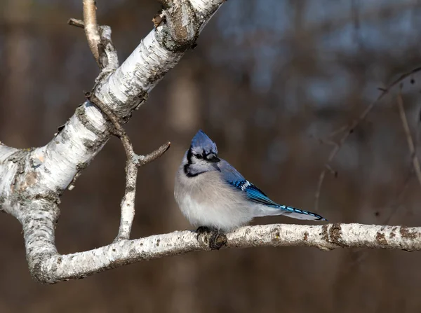 Blue Jay Cyanocitta Cristata Egy Kanadai Ágon Ült — Stock Fotó