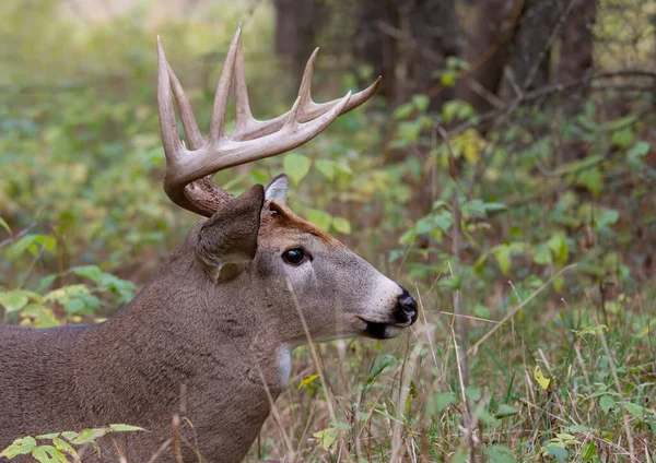 Portrait Cerf Virginie Marchant Dans Prairie Durant Ornière Automnale Canada — Photo