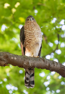 Cooper 's Hawk dişisi ormanda yukarıdan avlanıyor.