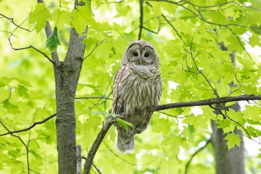 Bahar ormanlarında bir dala tünemiş baykuş (Strix varia) Kanada 'da yemek için avlanır.