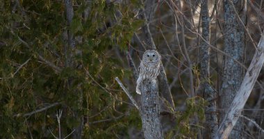 Yasaklı baykuş Strix, Kanada 'da kışın bir dala tünedi.