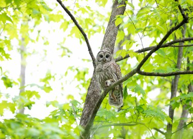 Parmaklıklı baykuş (Strix varia) Kanada 'da yeni yakalanmış bir sincapla birlikte bahar ormanında bir dala tünemişti.