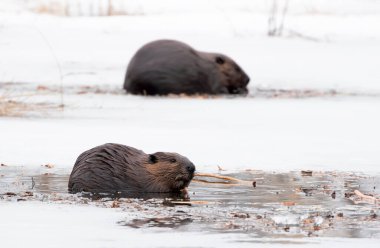 Kuzey Amerika Kunduzu (Castor canadensis) Kanada 'da ilkbaharın başlarında buzlu bir gölette oturmuş odun yiyor.