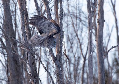 Büyük gri baykuş (Strix nebulosa) gün batımında kanatlarını açıp Kanada 'da kış karında avlanırken sinekler gibi uçar.
