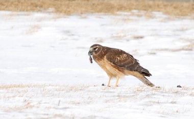 Kuzey Harrier (Circus siyaneus) karla kaplı bir alanda oturmuş Kanada 'daki avını yiyor.