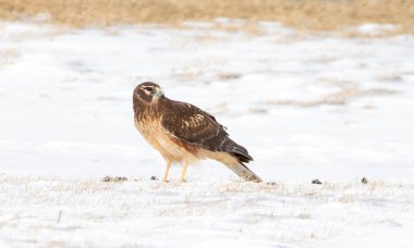 Kuzey Harrier (Circus siyaneus) Kanada 'da karla kaplı bir alanda oturuyor