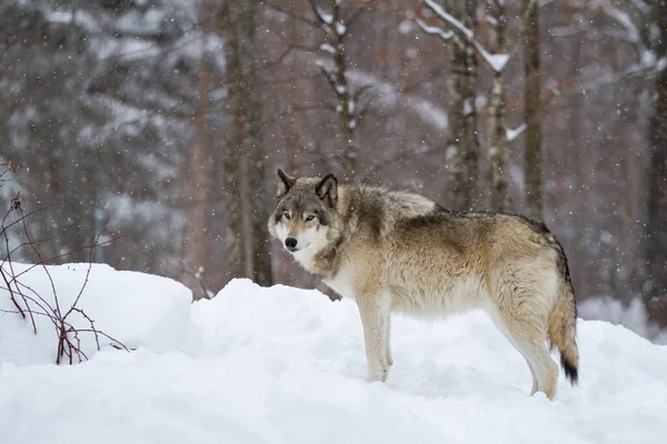 Lobo Maderero Solitario Lobo Gris Canis Lupus Pie Nieve Invierno —  Fotos de Stock