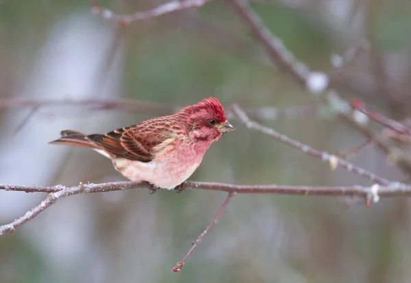 Redpoll Perché Sur Une Succursale Hiver Ottawa Canada — Photo