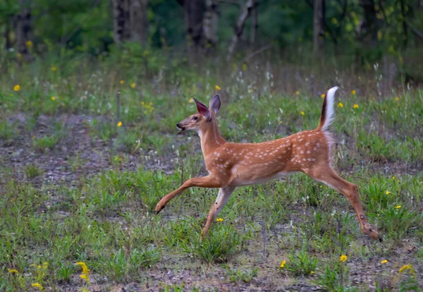 Cervo Dalla Coda Bianca Cervo Correre Nell Erba Alta Nel — Foto Stock