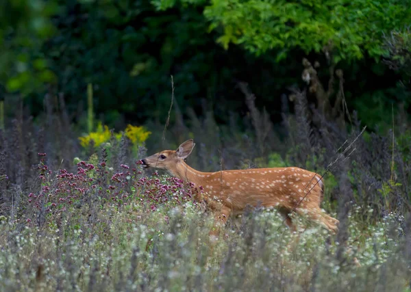 White Tailed Deer Fawn Walking Meadow Canada — Stock Photo, Image