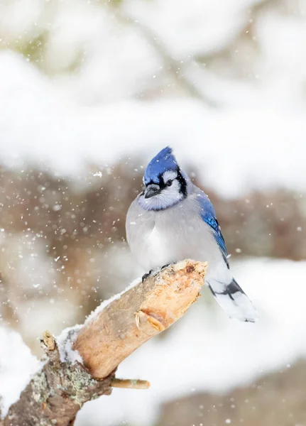 Blue Jay (Cyanocitta cristata) perched on a snow covered branch in Algonquin Park, Canada
