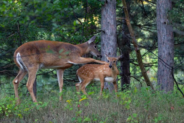 白い尾の鹿のファンとカナダの森の中で柔らかい瞬間を共有しています — ストック写真
